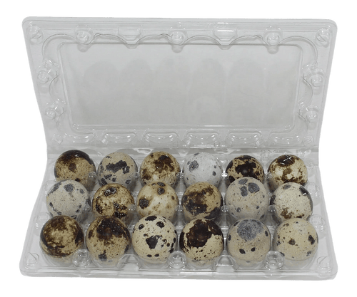 Open clear 18-cell plastic jumbo quail egg carton for fresh speckled quail eggs, ideal for farm packaging, storage, hatching, and farmers markets.
