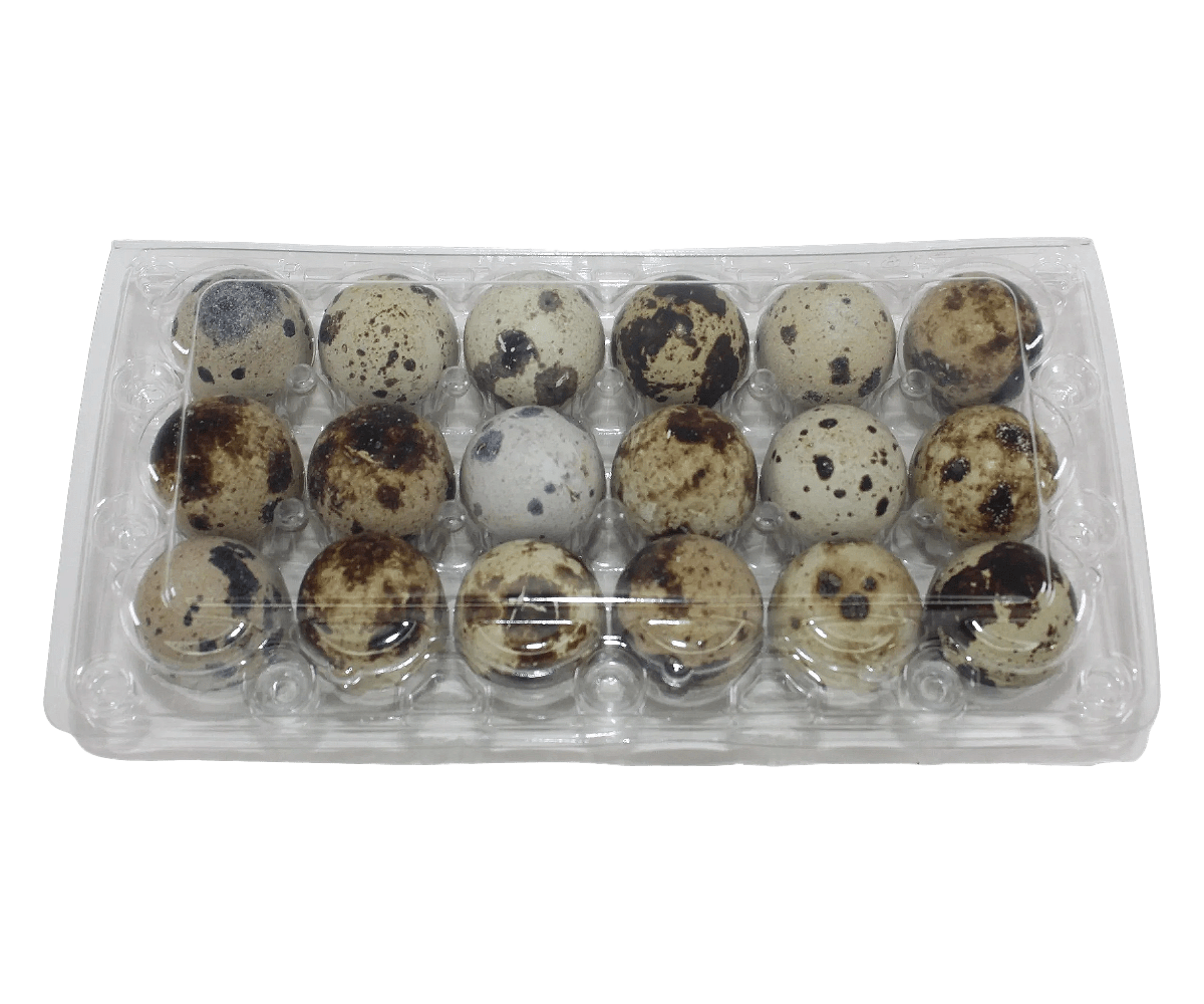 Open clear 18-cell plastic jumbo quail egg carton for fresh speckled quail eggs, perfect for packaging, storing, transporting, hatching, and selling farm-fresh quail eggs.