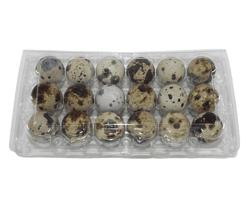 Open clear 18-cell plastic jumbo quail egg carton for fresh speckled quail eggs, perfect for packaging, storing, transporting, hatching, and selling farm-fresh quail eggs.