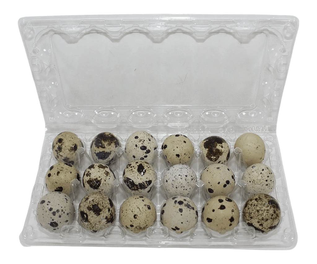 24-cell clear plastic carton for large jumbo speckled quail eggs, ideal for quail or pigeon eggs, shown open on a white background for egg storage and farm packaging.