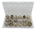 24-cell clear plastic carton for large jumbo speckled quail eggs, ideal for quail or pigeon eggs, shown open on a white background for egg storage and farm packaging.