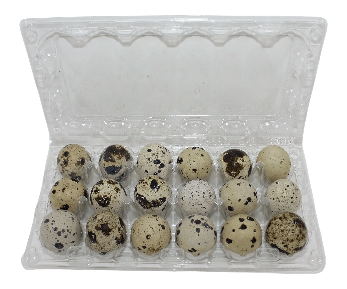 24-cell clear plastic carton for large jumbo speckled quail eggs, ideal for quail or pigeon eggs, shown open on a white background for egg storage and farm packaging.