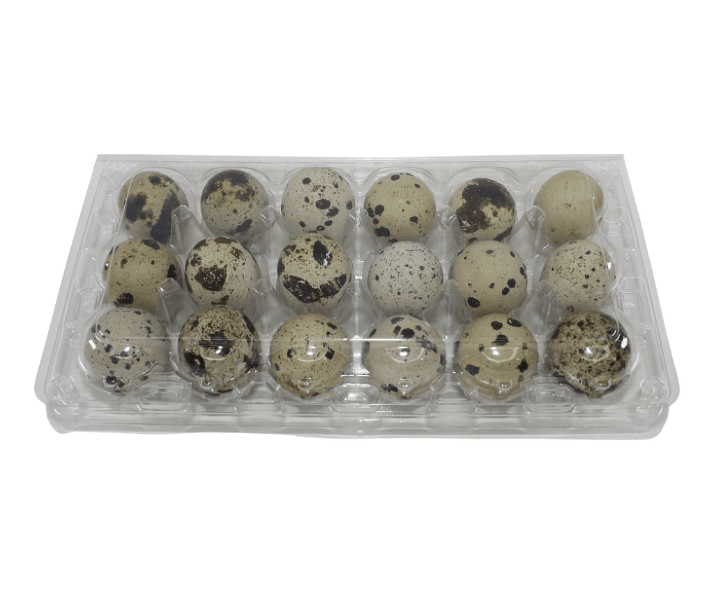 24-cell clear plastic egg carton for large jumbo quail and pigeon eggs on a white background, ideal for farm-fresh egg packaging and storage.