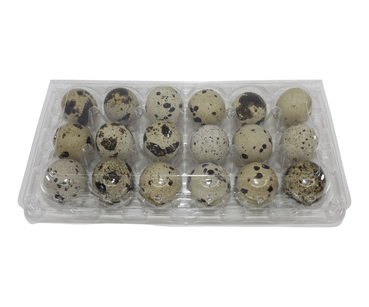 24-cell clear plastic egg carton for large jumbo quail and pigeon eggs on a white background, ideal for farm-fresh egg packaging and storage.