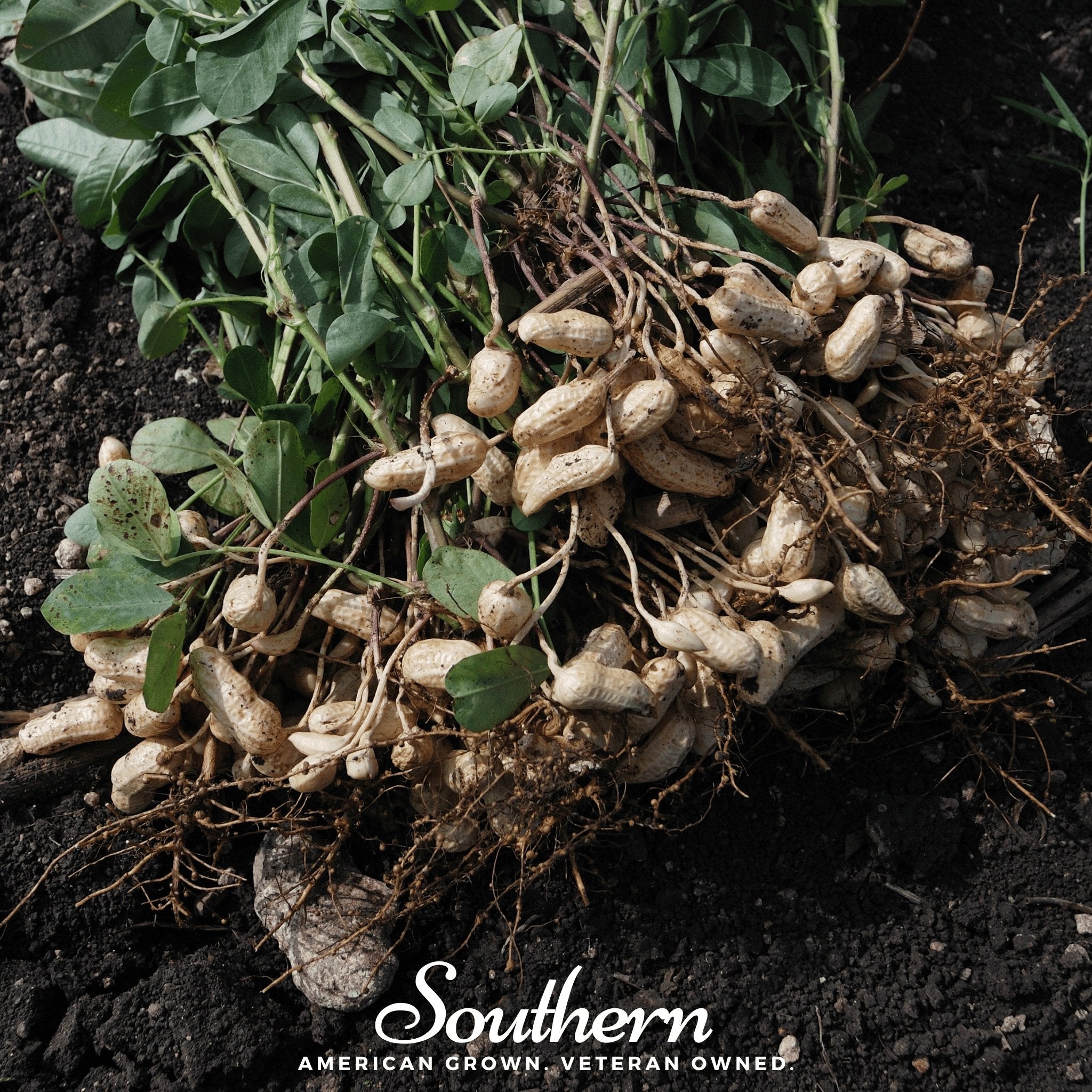 Virginia Jumbo Peanuts – 10 Seeds
