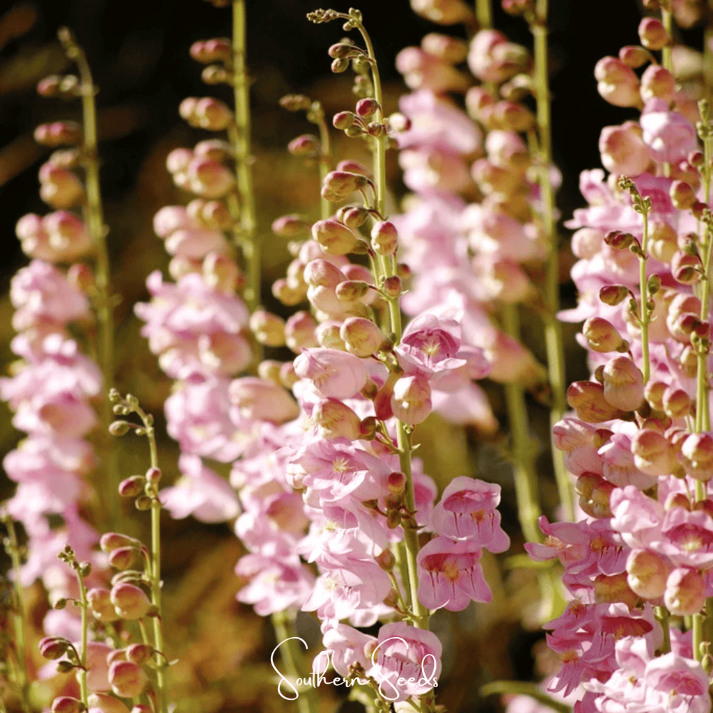 Palmer Penstemon – 100 Seeds