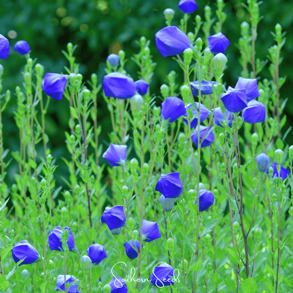 Pixie Patch Seed Collection – 10 Enchanted Varieties