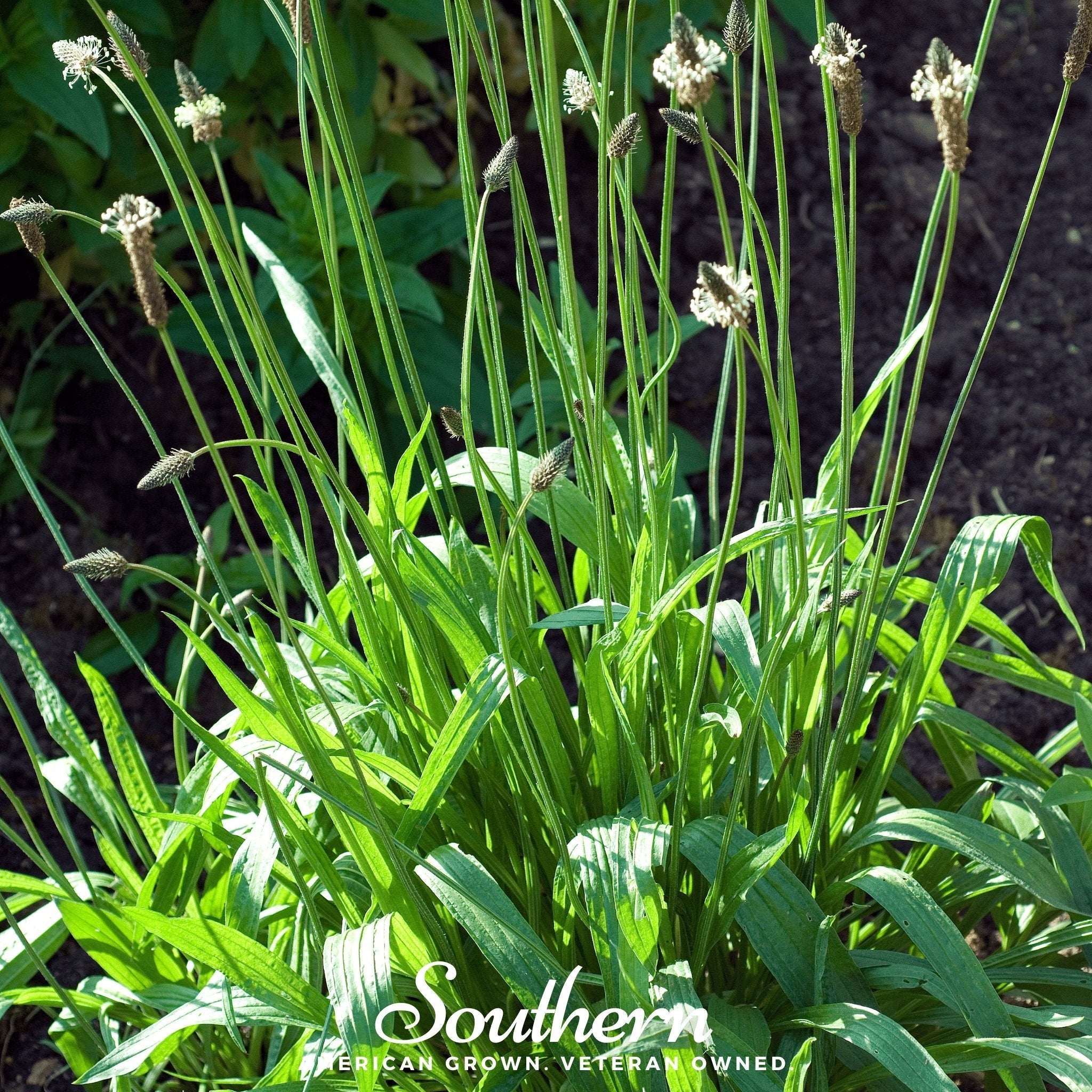 English Plantain – 100 Seeds