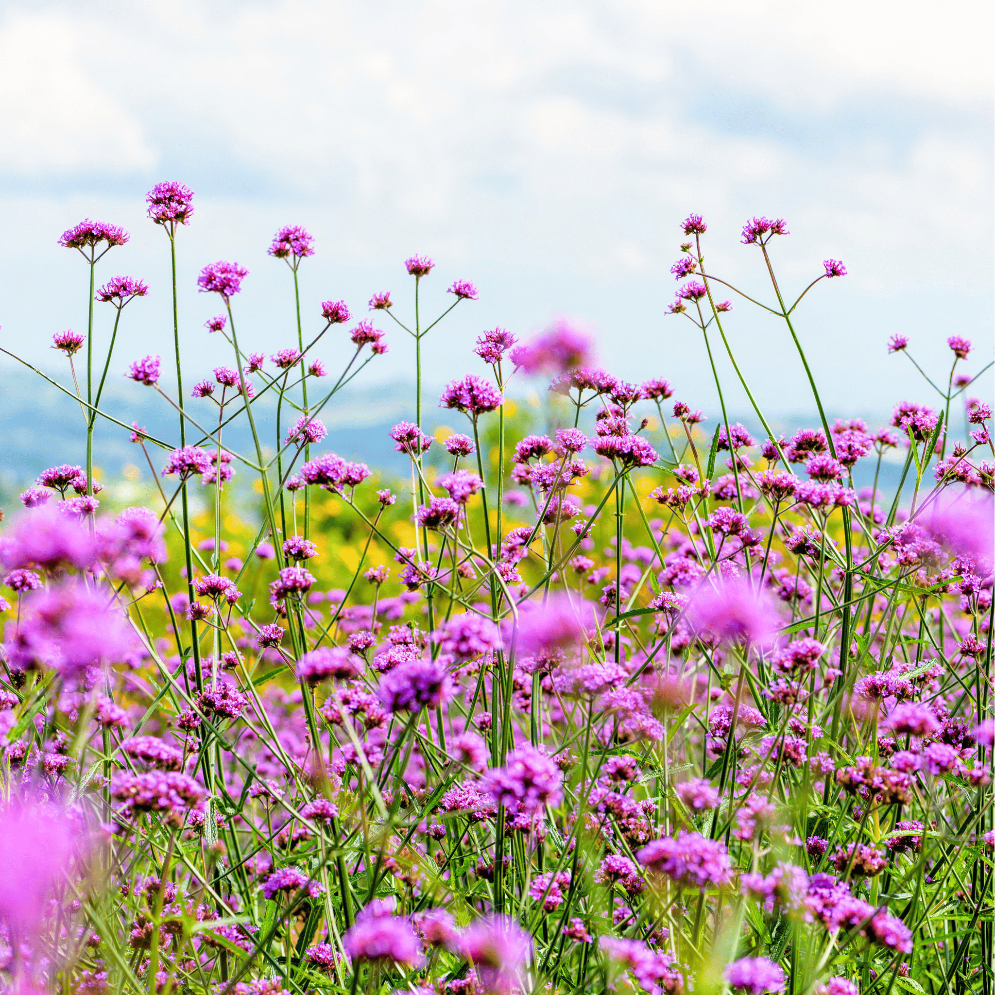 Purple Top Vervain – 100 Seeds