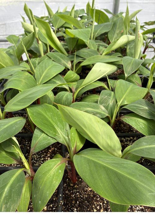 Banana 'Red Cuban' (Musa acuminata)