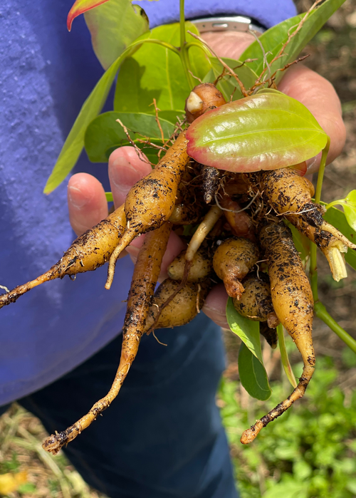 Arrowroot (Maranta arundinacea)