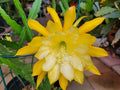 Epiphyllum Cuttings - 8 to 10 Inches Long - Going Bananas Variety - Unrooted Plant