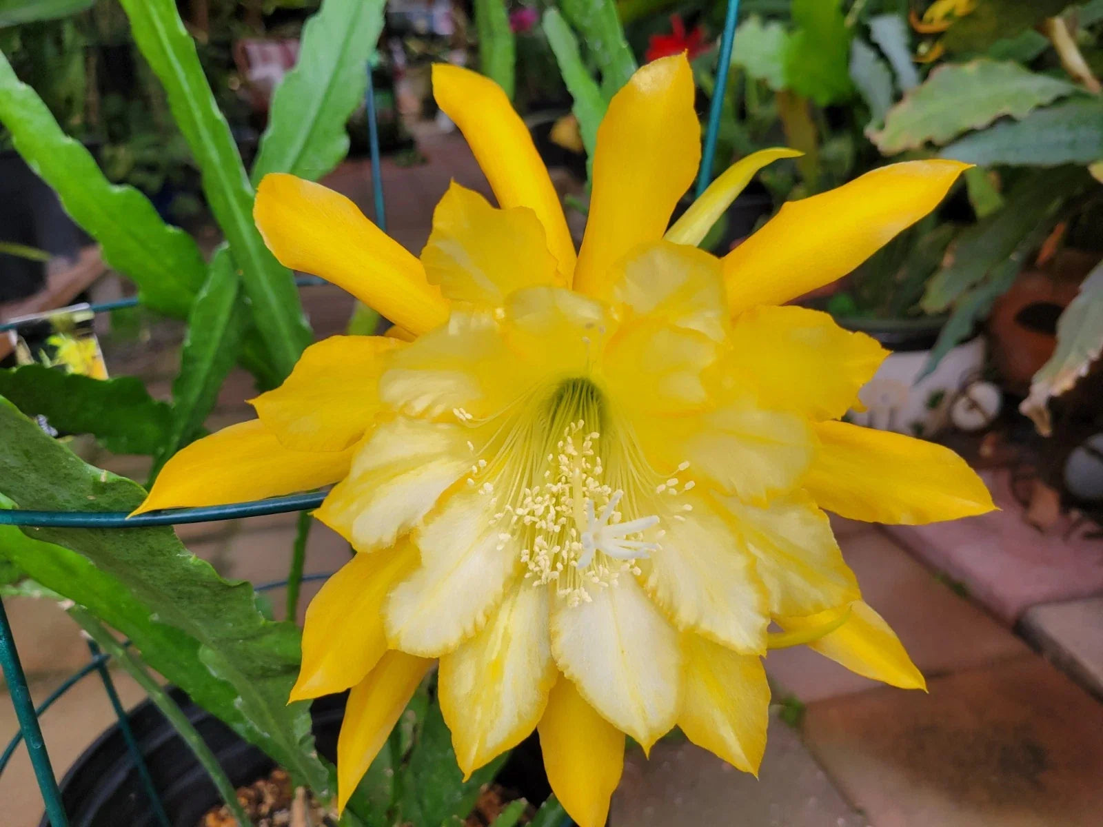 Epiphyllum Cuttings - 8 to 10 Inches Long - Going Bananas Variety - Unrooted Plant