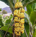 Live Dwarf Cavendish Banana Starter Plant - Musa acuminata - Healthy, Well-Rooted, Perfect for Home Garden - USA Seller