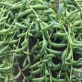 String of Bananas Succulent Plant, Live Senecio Radicans, Indoor Houseplant, Easy Care, Trailing Greenery, Buy 2 Get 1 Free
