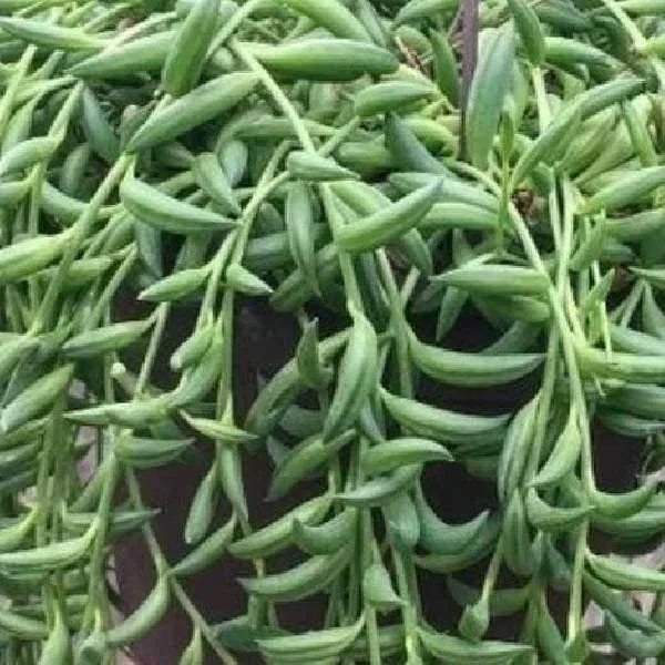 String of Bananas Succulent Plant, Live Senecio Radicans, Indoor Houseplant, Easy Care, Trailing Greenery, Buy 2 Get 1 Free