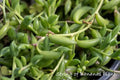 String of Bananas Cuttings 4-6" Long Succulent Plant Senecio radicans - 6 Healthy Cuttings for Propagation and Decor