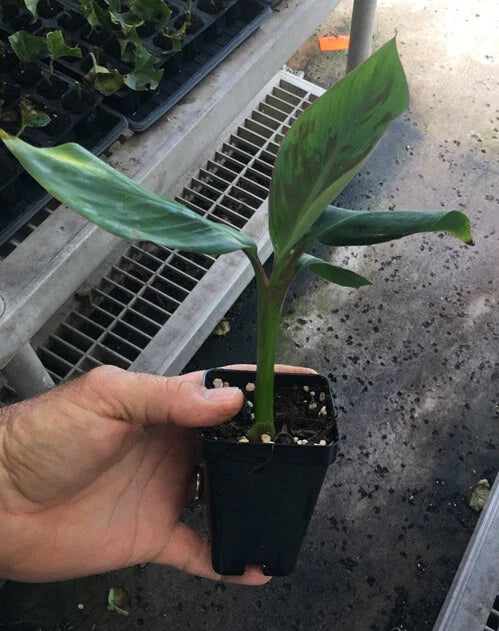 Goldfinger Dwarf Banana Plant – FHIA-01 Live Banana Tree – Sweet Edible Fruit – Cold & Disease Resistant – Patio or Garden Plant
