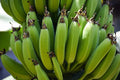 Organic Banana ‘Gran Nain’ – Musa Banana Plant, Live Bare Root Starter, Fast-Growing Tropical Fruit Tree for Home & Garden