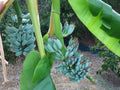 Musa Ice Cream Banana Tree - Small Rooted Starter Plant - Blue Java - Sweet Vanilla Flavor - Live Indoor/Outdoor Plant
