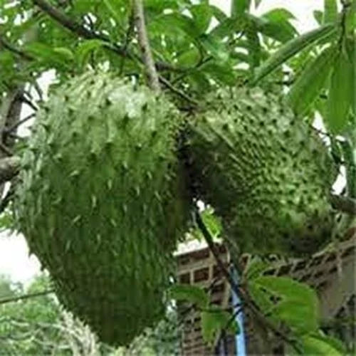 Dichondra Seeds 35pcs Giant Soursop Tropical Fruit Seeds Annona muricata