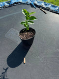 Organic Soursop Tree 5'' Tropical Fruit Tree in Pot (Guanábana) - Annona muricata
