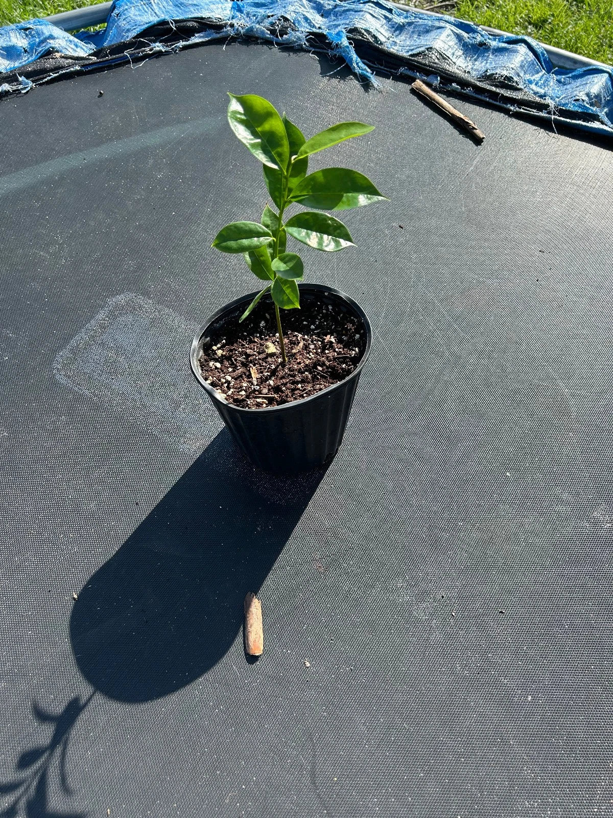 Organic Soursop Tree 5'' Tropical Fruit Tree in Pot (Guanábana) - Annona muricata
