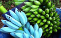Live Blue Java Banana Tree Starter Plant - Well Rooted Musa acuminata - Tropical Ice Cream Variety