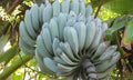 Musa Blue Java Ice Cream Banana Plant in 3" Pot - Cold-Tolerant Tropical Fruit Plant, Musa acuminata x Musa balbisiana