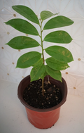 Soursop Tree Guanábana Plant – 8 to 10 Inch Live Annona Muricata Tropical Fruit Tree in Pot for Home Growing