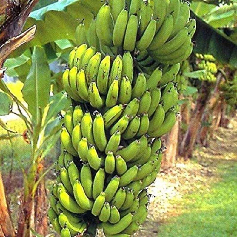 Gran Nain Banana Tree Starter Plant – Musa acuminata Live Rooted Banana Plant, Tropical Fruit Plant