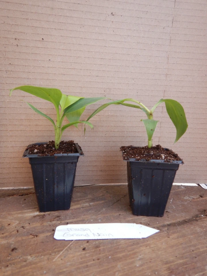 Gran Nain Banana Tree Starter Plant – Musa acuminata Live Rooted Banana Plant, Tropical Fruit Plant