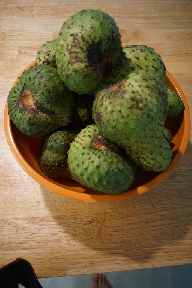 Soursop Tree Guanábana Plant – 8 to 10 Inch Live Annona Muricata Tropical Fruit Tree in Pot for Home Growing