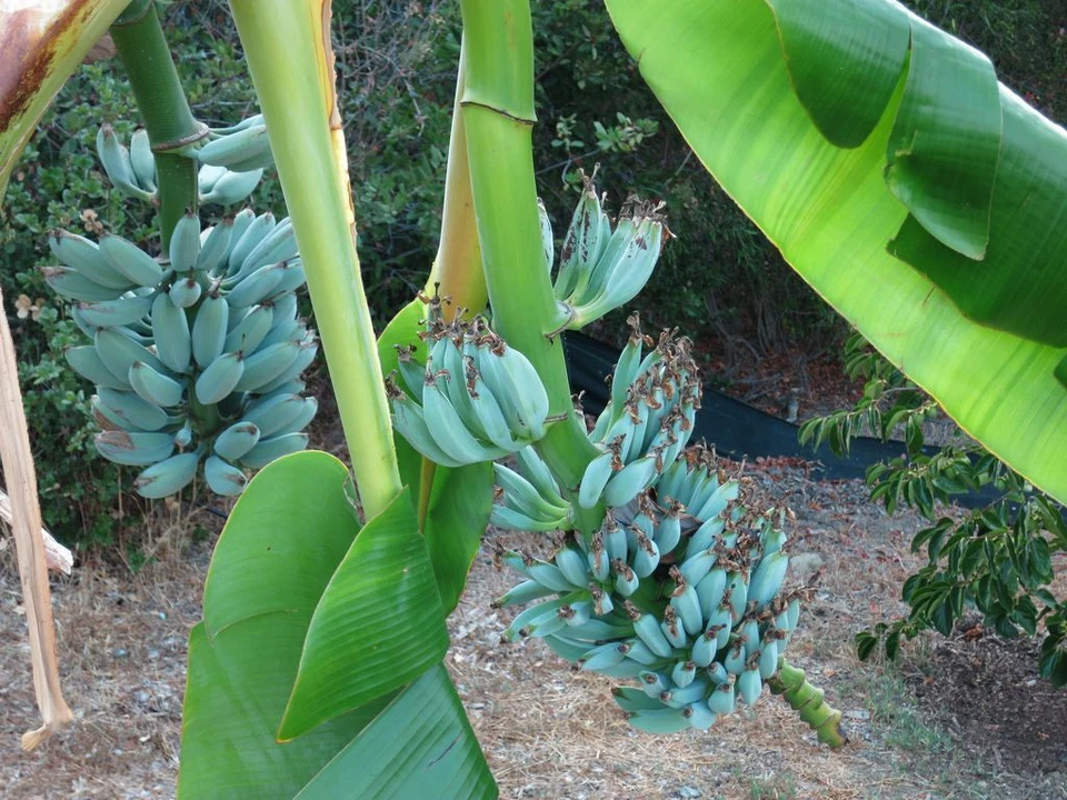 Ice Cream Blue Java Banana Tree Live Rooted Starter Plant Musa Cold Hardy Tropical Banana