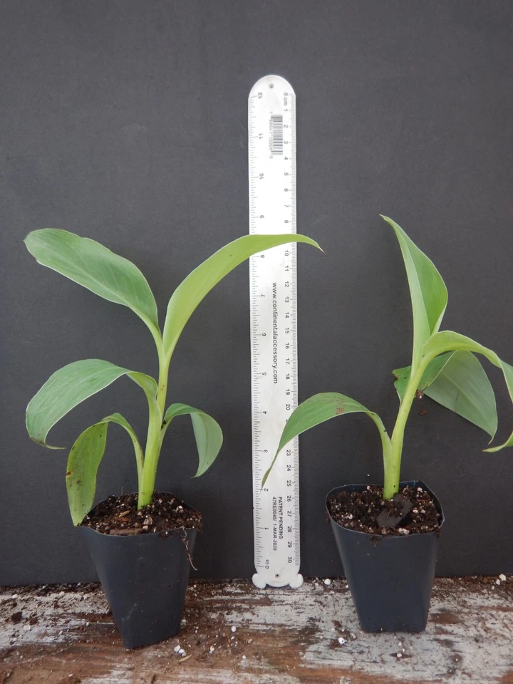 Ice Cream Blue Java Banana Live Plant – Well Rooted Starter Musa Banana Tree for Tropical Gardens