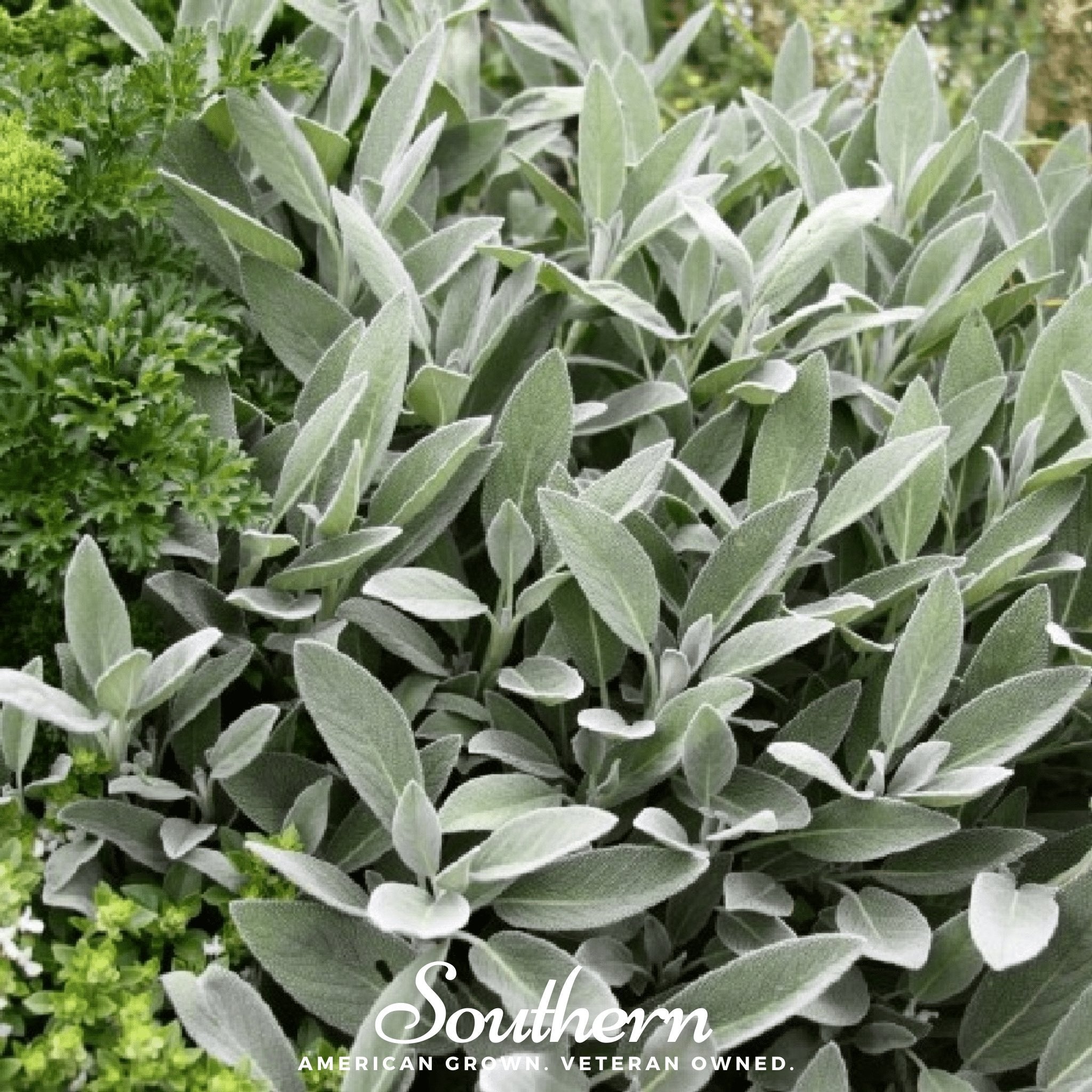 Broadleaf Sage – 50 Seeds