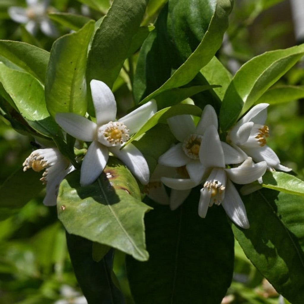 Yuzu Tree