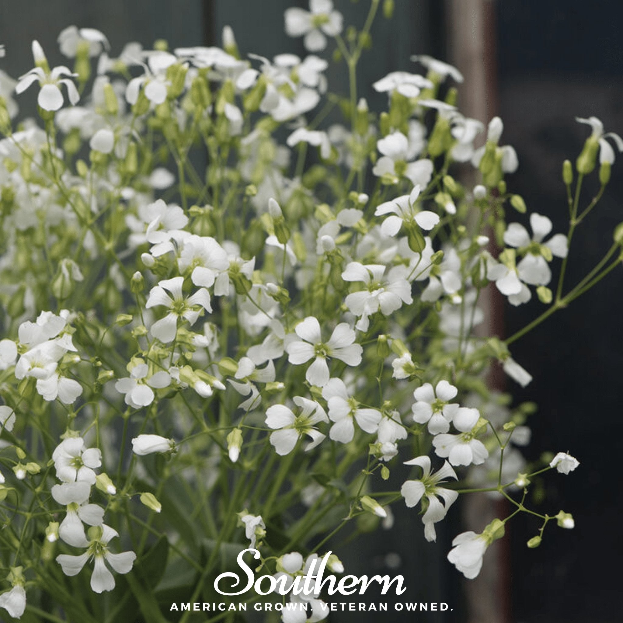 Soapwort – 100 Seeds