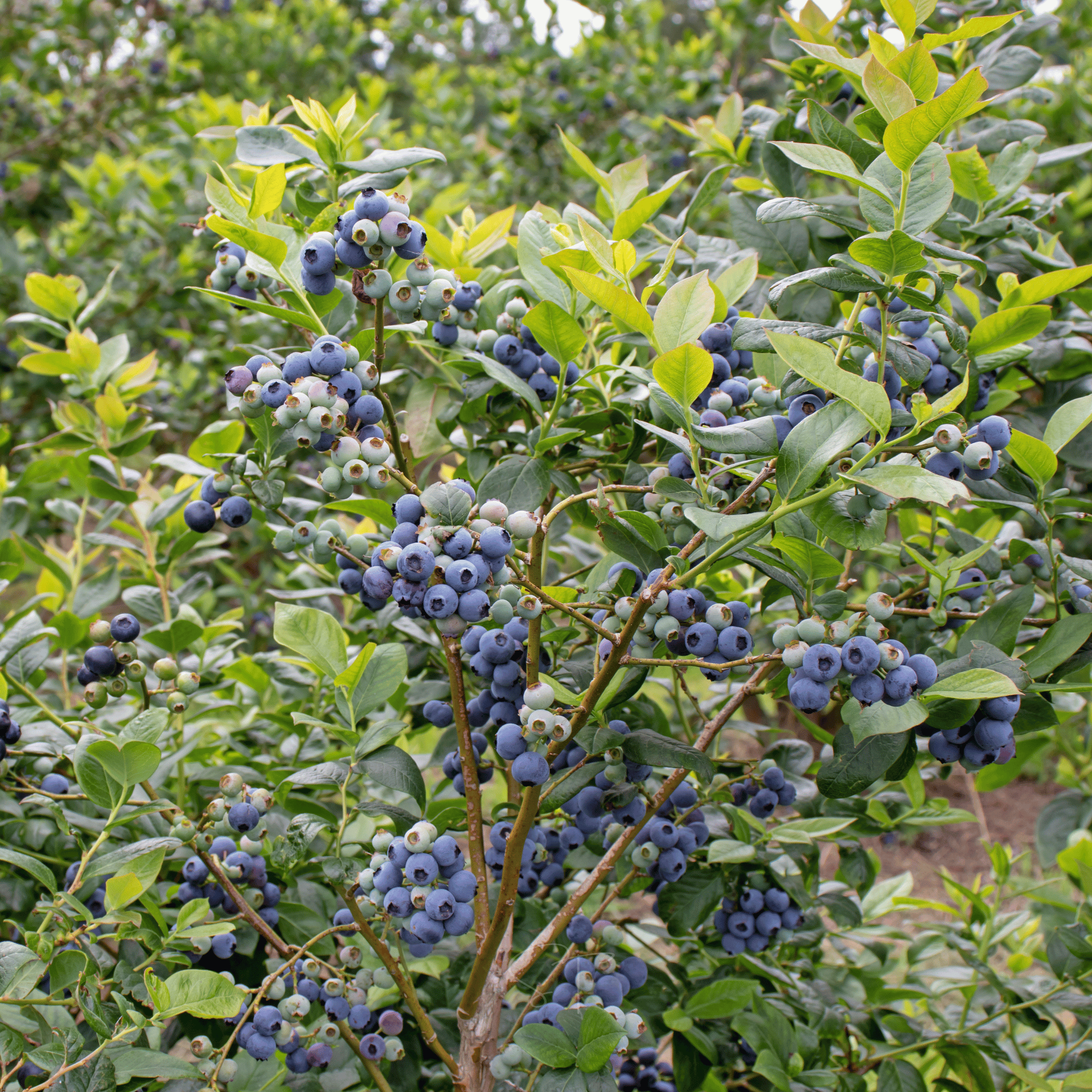 Southern Highbush Blueberry – 50 Seeds