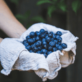 Southern Highbush Blueberry – 50 Seeds