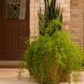 Sprengeri Asparagus Fern – 15 Seeds