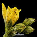 Dotted St. John’s Wort – 100 Seeds