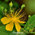 Greater St. John’s Wort – 100 Seeds