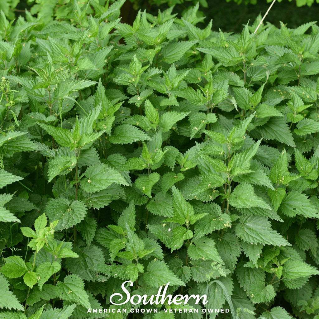 Stinging Nettle – 100 Seeds