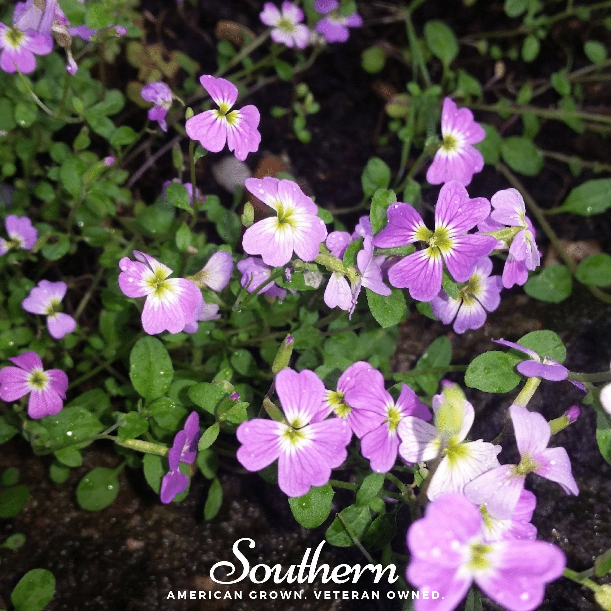 Virginia Stock – 500 Seeds