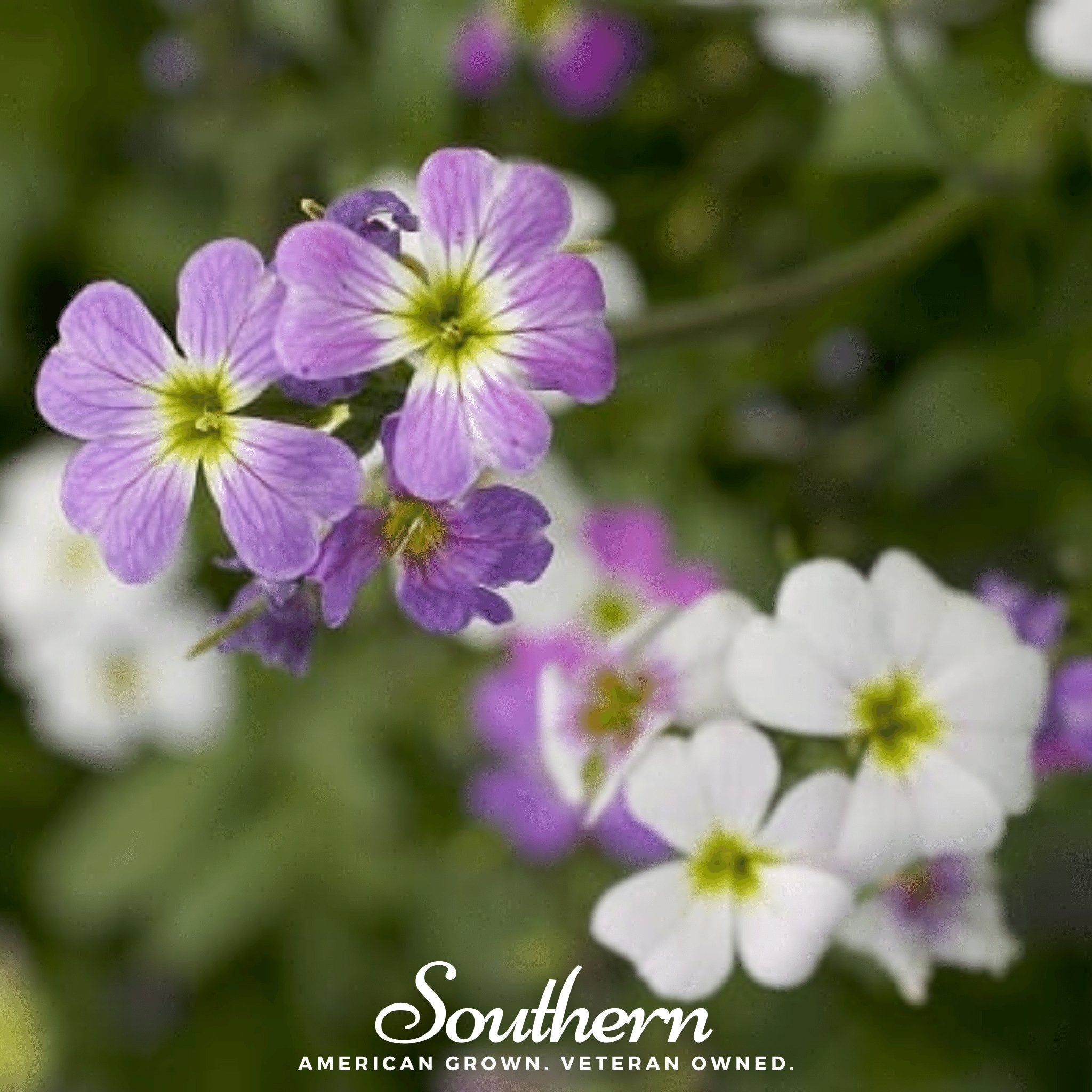Virginia Stock – 500 Seeds
