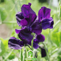 Royal Navy Blue Sweet Pea – 25 Seeds