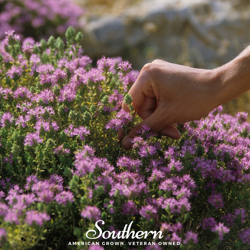 Wild Thyme – 250 Seeds