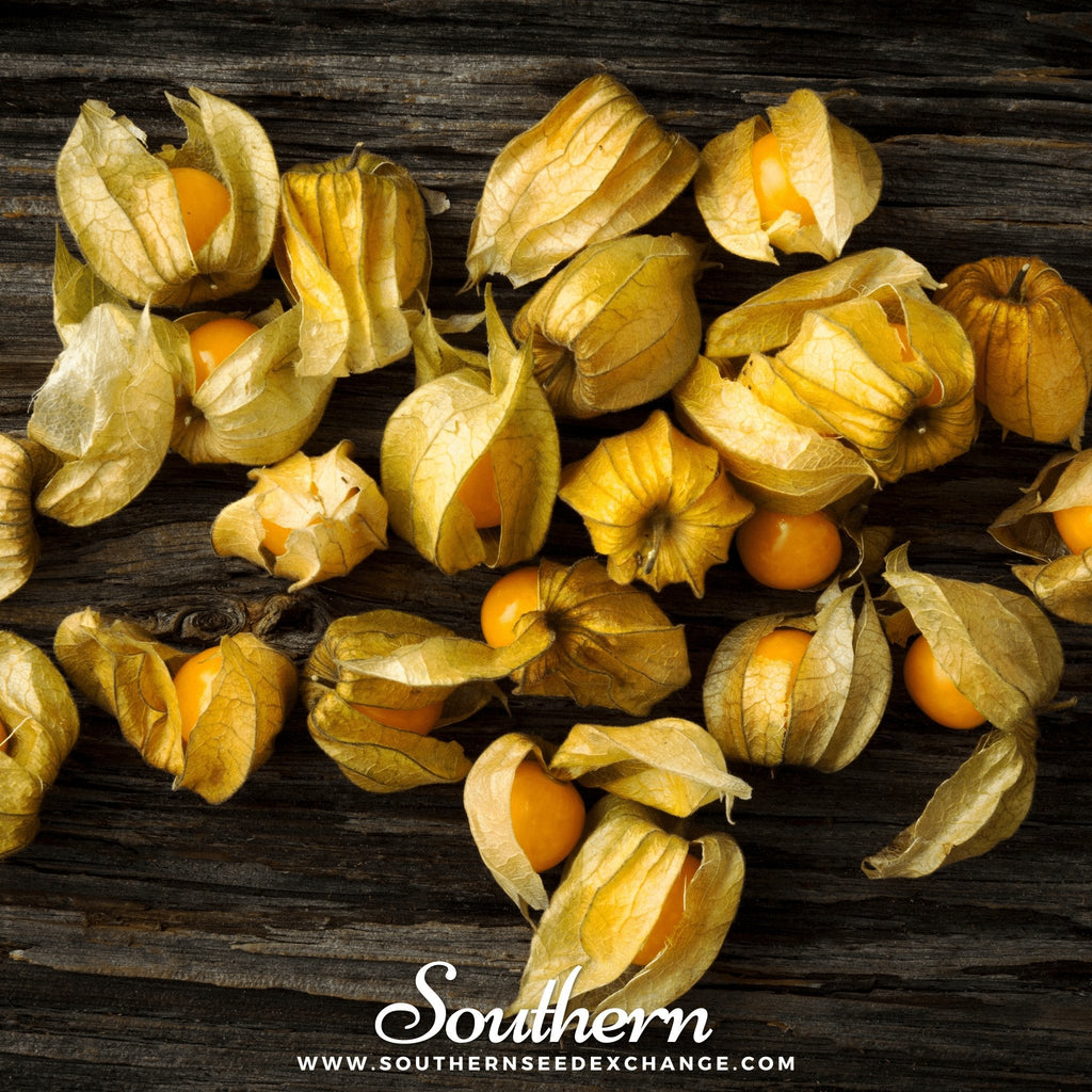 Husk Cherry Tomatillo – 20 Seeds