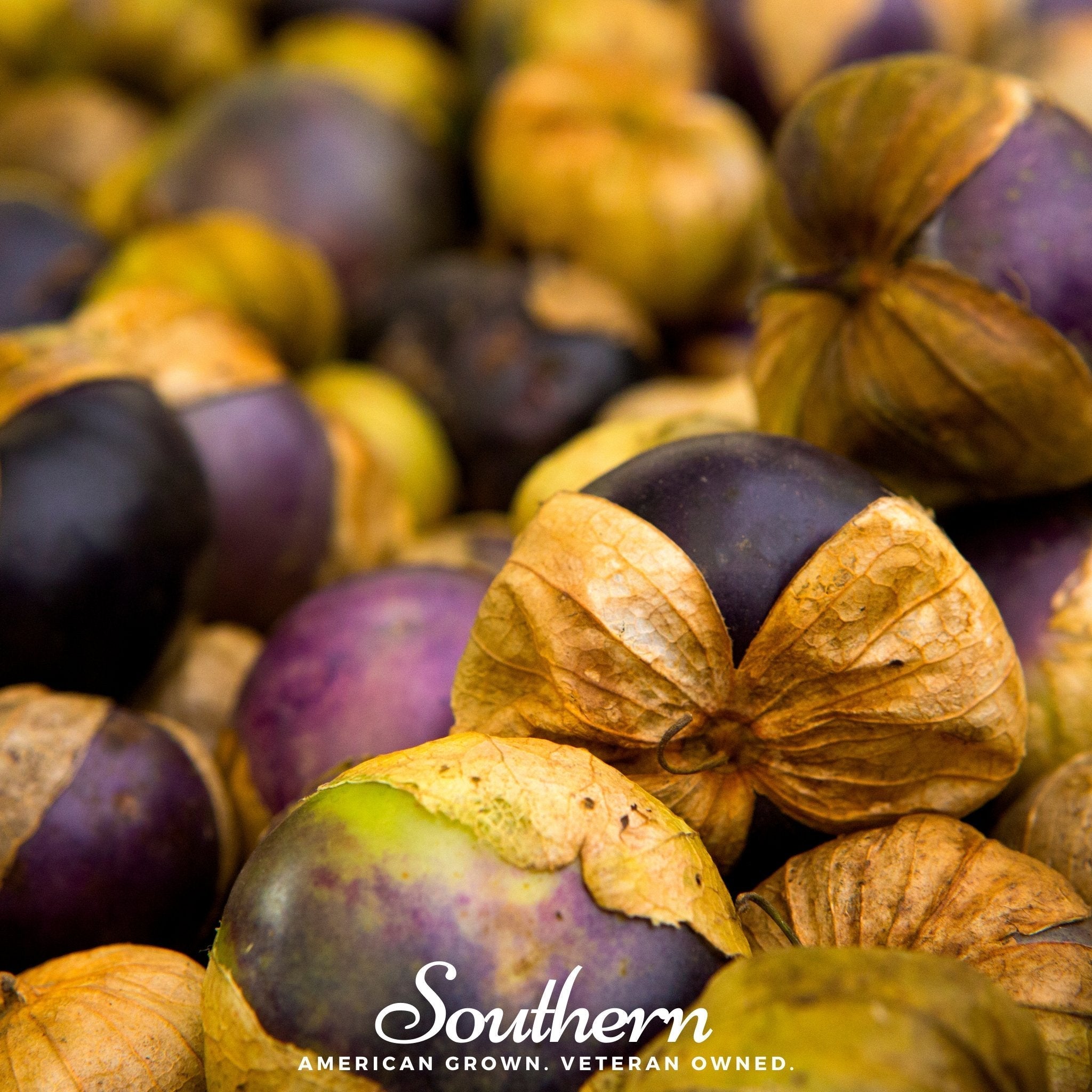 Purple Tomatillo – 30 Seeds
